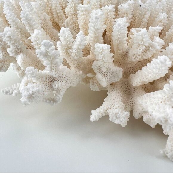 Natural White Coral Reef Cluster Ocean Salt Water Mineral Specimen - Picture 9 of 12